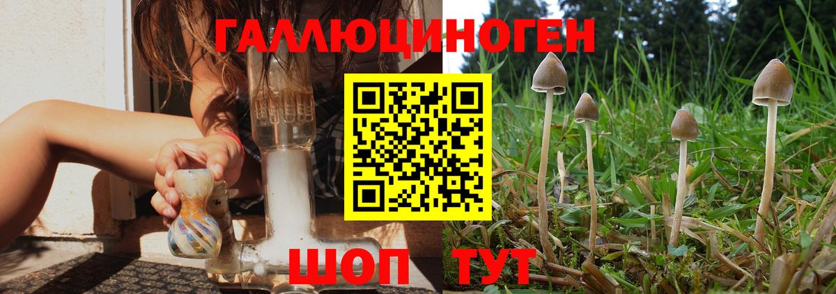 Новочебоксарск  Псилоцибиновые грибы прущие грибы  Вход с VPN 